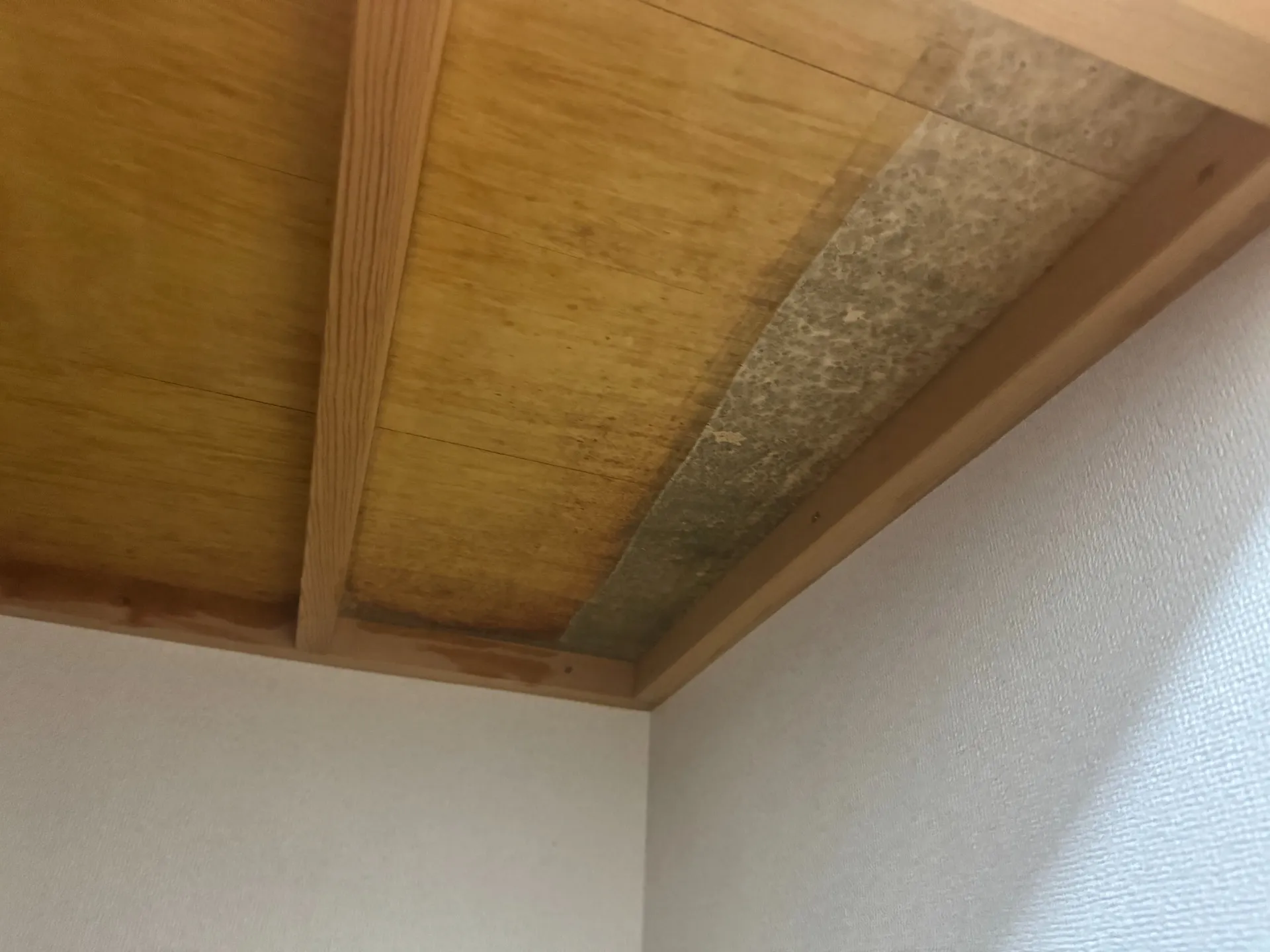 除カビ処理途中経過