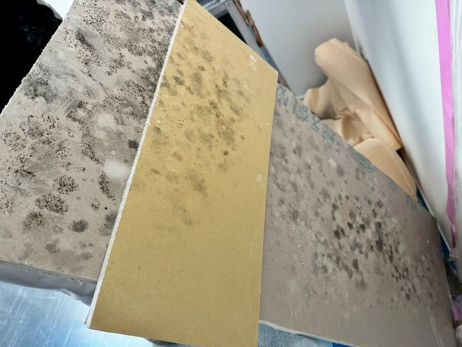 壁面石膏ボード裏面にカビ有り