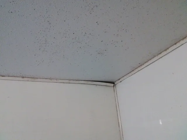 飲食店の天井に何度も生えるカビ、原因と根本対策を解説