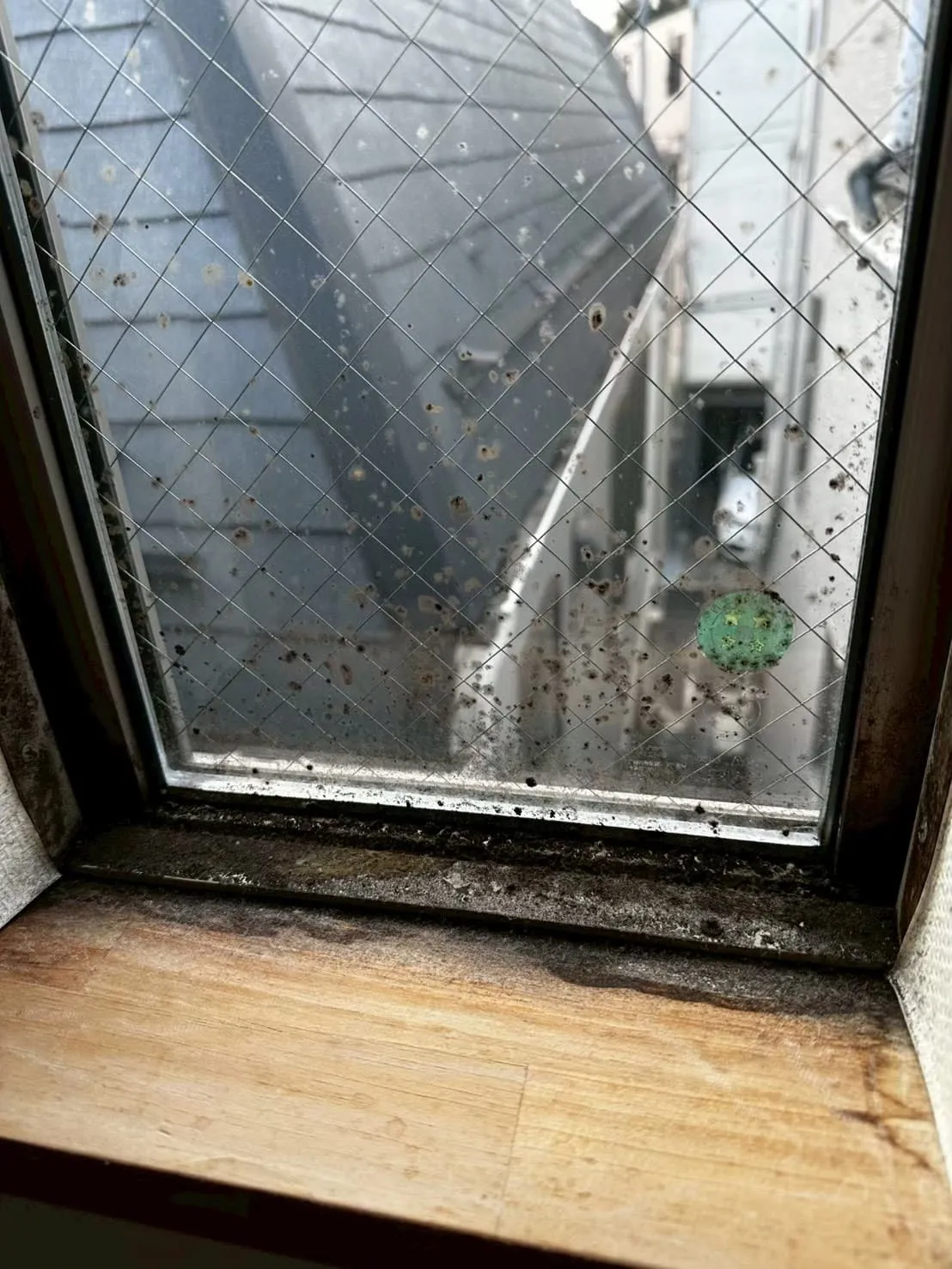 高窓の木部まで侵食しているカビの層