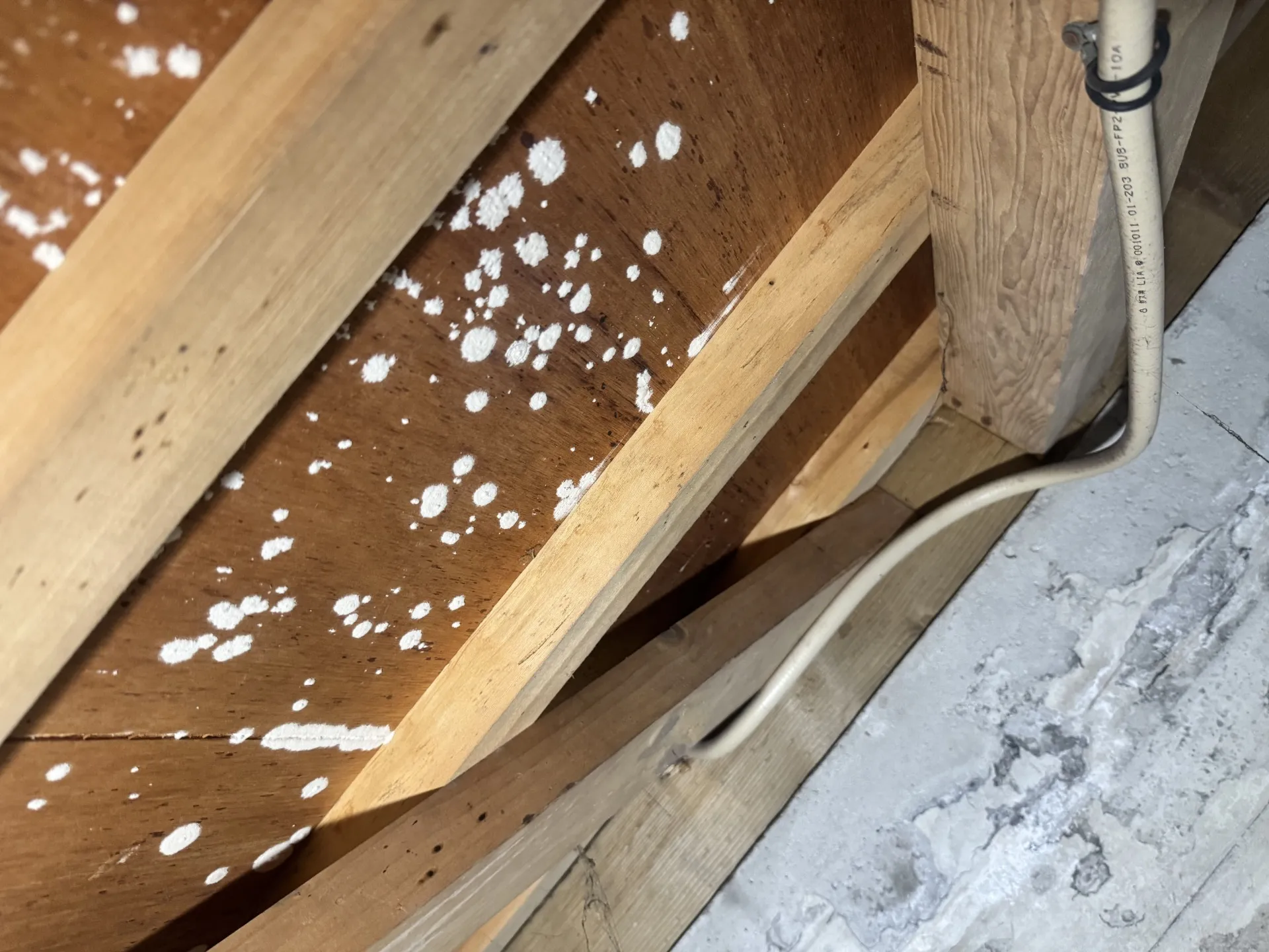 カビの生えた床下