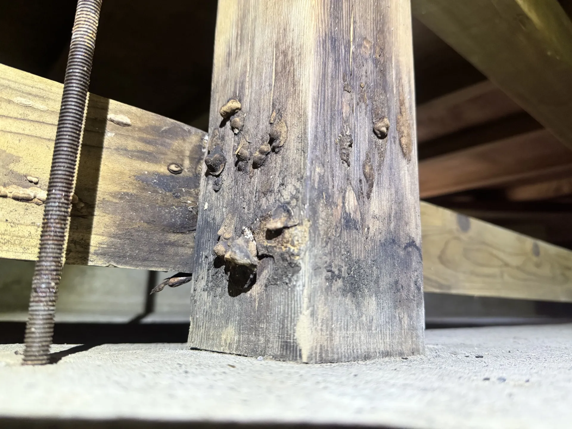 木製束が腐朽しキノコが生える