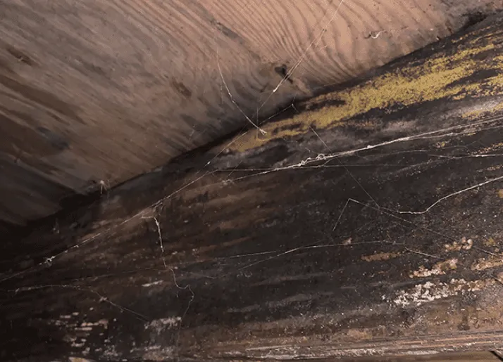 東京都で増える床下カビの原因とは｜床下湿気・漏水・住宅構造を専門業者が解説