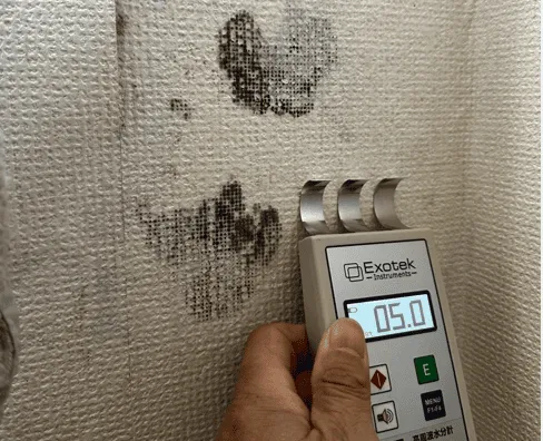 【杉並区マンションカビ異常事例】含水率82.1%|結露と壁内カビで衣類全滅・キノコ発生の危険な実態